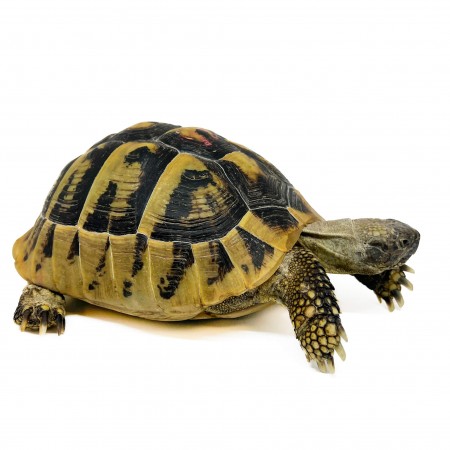 Testudo hermanni boettgeri - FEMELLES ADULTES - Tortue d'Hermann