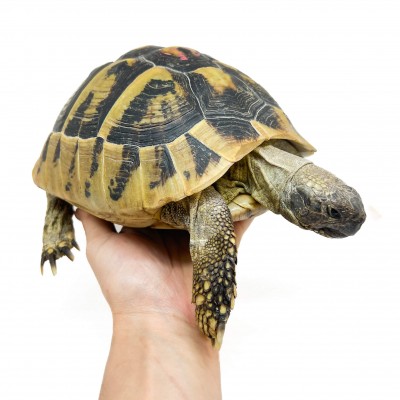 Testudo hermanni boettgeri - FEMELLES ADULTES - Tortue d'Hermann