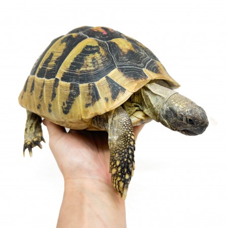Testudo hermanni boettgeri - FEMELLES ADULTES - Tortue d'Hermann