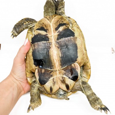 Testudo hermanni boettgeri - FEMELLES ADULTES - Tortue d'Hermann