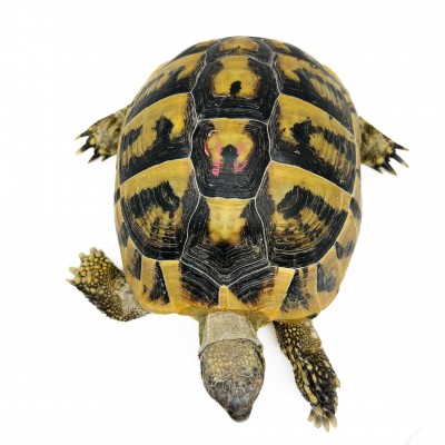 Testudo hermanni boettgeri - FEMELLES ADULTES - Tortue d'Hermann