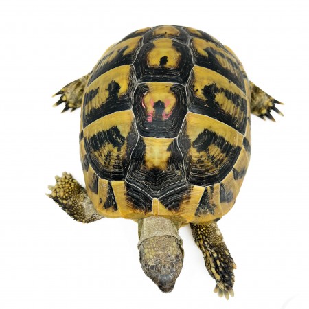 Testudo hermanni boettgeri - FEMELLES ADULTES - Tortue d'Hermann