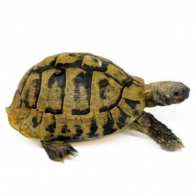 Testudo hermanni boettgeri - MÂLE ADULTES - Tortue d'Hermann