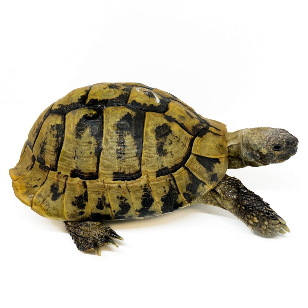 Testudo hermanni boettgeri - MÂLE ADULTES - Tortue d'Hermann