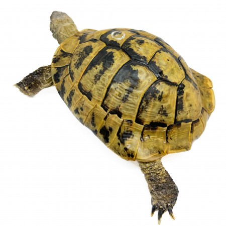 Testudo hermanni boettgeri - MÂLE ADULTES - Tortue d'Hermann