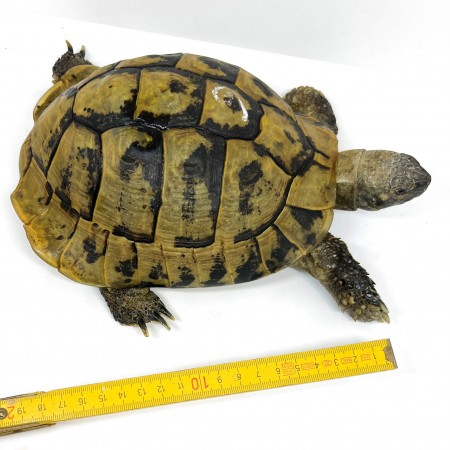 Testudo hermanni boettgeri - MÂLE ADULTES - Tortue d'Hermann