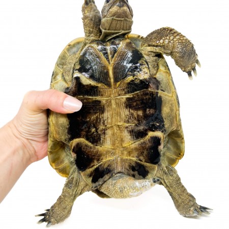 Testudo hermanni boettgeri - MÂLE ADULTES - Tortue d'Hermann