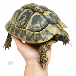 Testudo hermanni boettgeri...