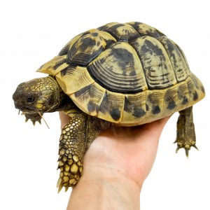 Testudo hermanni boettgeri...