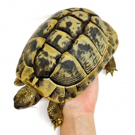 Testudo hermanni boettgeri - FEMELLES ADULTES - Tortue d'Hermann