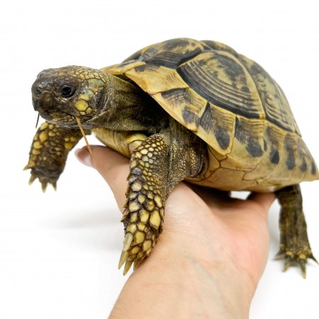 Testudo hermanni boettgeri - FEMELLES ADULTES - Tortue d'Hermann