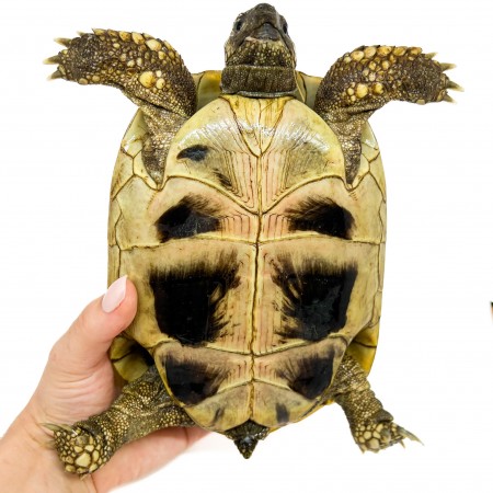 Testudo hermanni boettgeri - FEMELLES ADULTES - Tortue d'Hermann