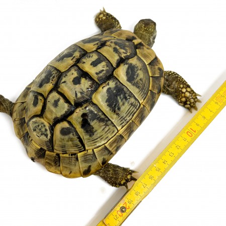 Testudo hermanni boettgeri - FEMELLES ADULTES - Tortue d'Hermann