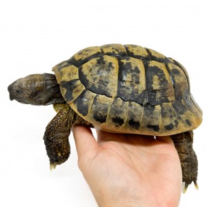 Testudo hermanni boettgeri...