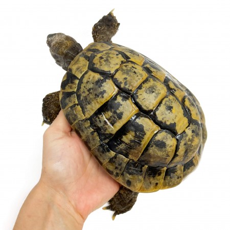 Testudo hermanni boettgeri - MÂLE ADULTES - Tortue d'Hermann