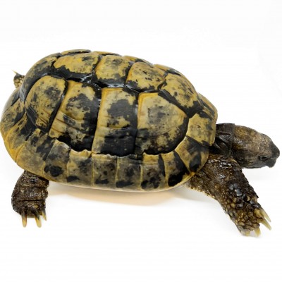 Testudo hermanni boettgeri - MÂLE ADULTES - Tortue d'Hermann