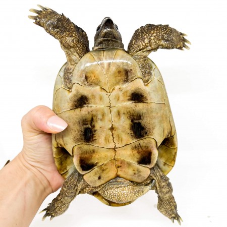 Testudo hermanni boettgeri - MÂLE ADULTES - Tortue d'Hermann