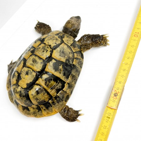 Testudo hermanni boettgeri - MÂLE ADULTES - Tortue d'Hermann