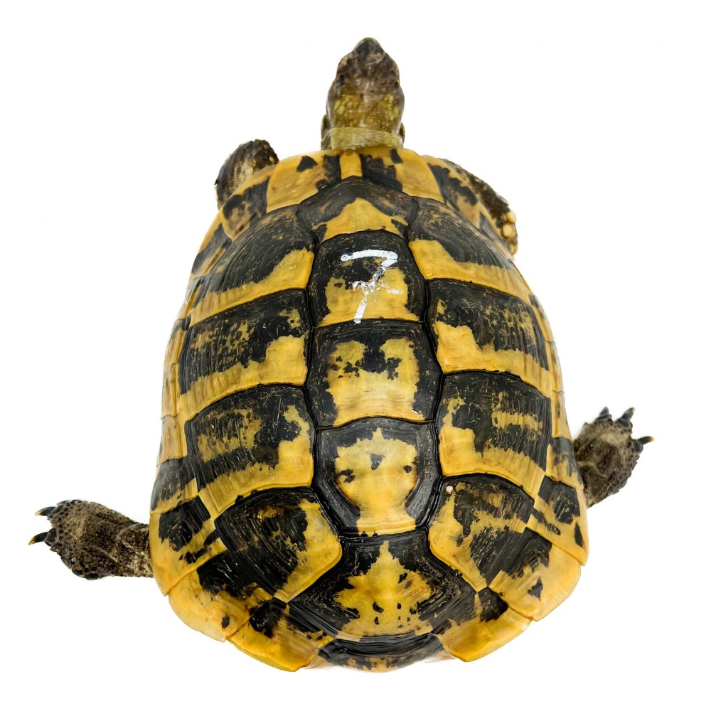 Testudo hermanni boettgeri - MÂLE ADULTES - Tortue d'Hermann