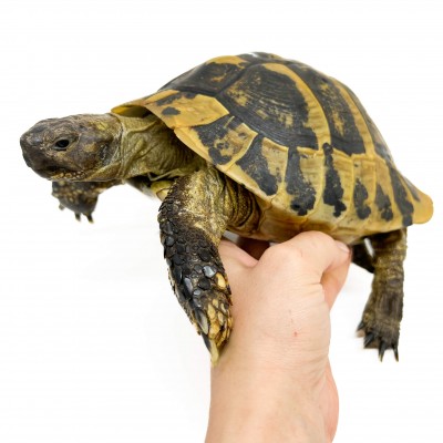 Testudo hermanni boettgeri - MÂLE ADULTES - Tortue d'Hermann