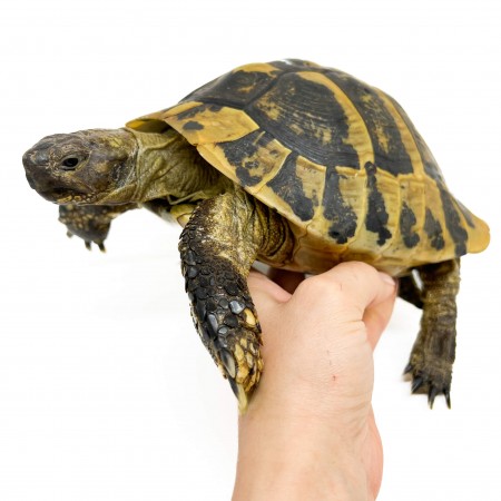 Testudo hermanni boettgeri - MÂLE ADULTES - Tortue d'Hermann