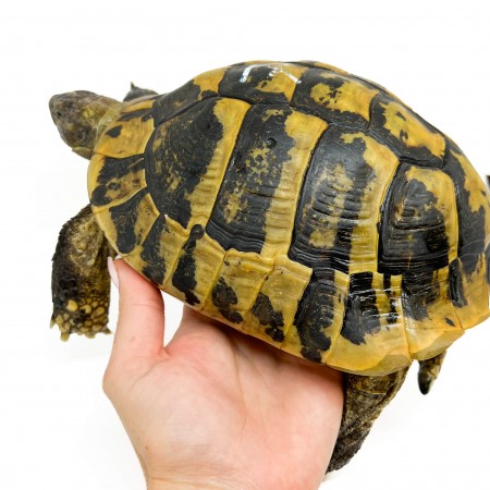 Testudo hermanni boettgeri - MÂLE ADULTES - Tortue d'Hermann