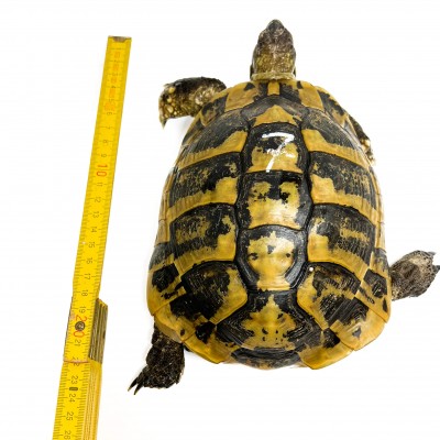 Testudo hermanni boettgeri - MÂLE ADULTES - Tortue d'Hermann