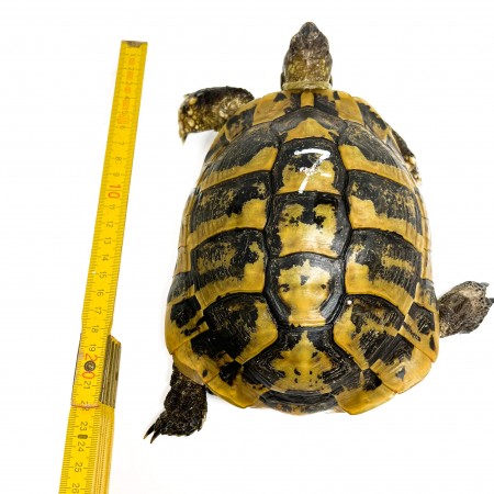 Testudo hermanni boettgeri - MÂLE ADULTES - Tortue d'Hermann