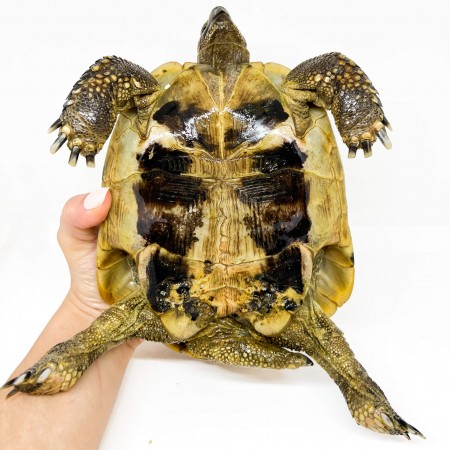 Testudo hermanni boettgeri - MÂLE ADULTES - Tortue d'Hermann