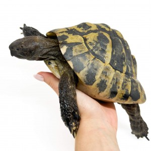 Testudo hermanni boettgeri...