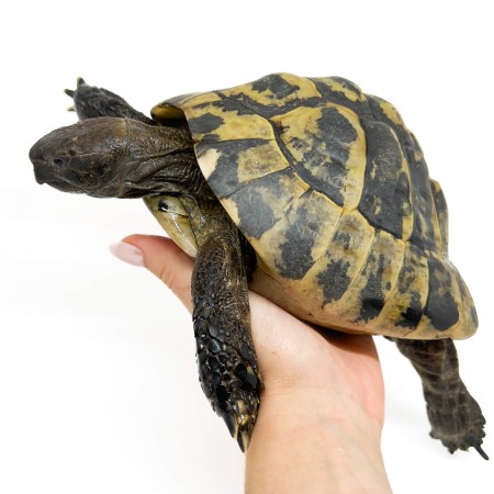 Testudo hermanni boettgeri - MÂLE ADULTES - Tortue d'Hermann