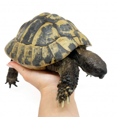 Testudo hermanni boettgeri - MÂLE ADULTES - Tortue d'Hermann