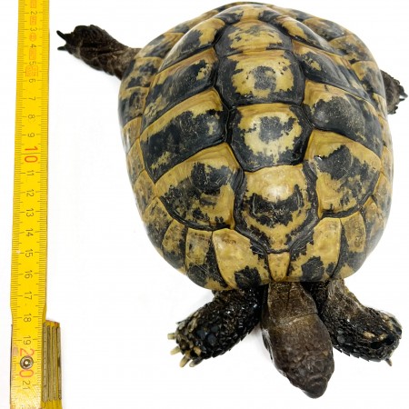 Testudo hermanni boettgeri - MÂLE ADULTES - Tortue d'Hermann