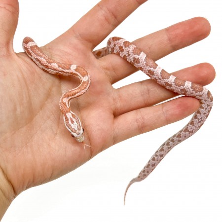 Pantherophis guttatus "Mimosa Ultramel Ghost" - Serpent des blés