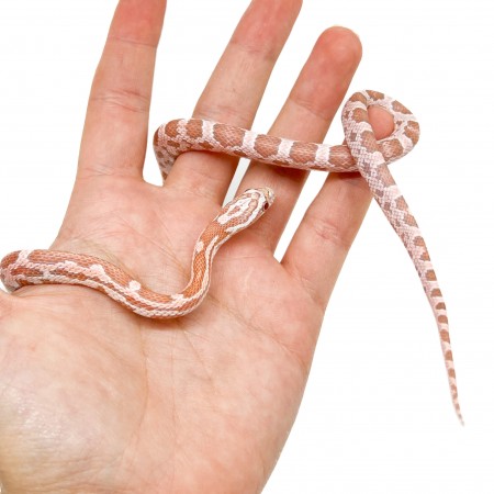 Pantherophis guttatus "Mimosa Ultramel Ghost" - Serpent des blés