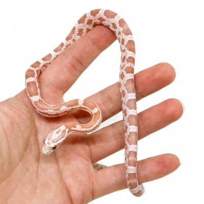 Pantherophis guttatus "Mimosa Ultramel Ghost" - Serpent des blés