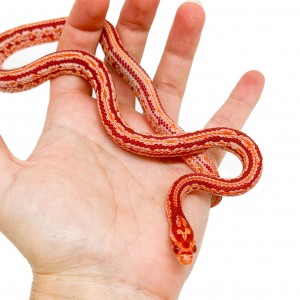 Pantherophis guttatus...