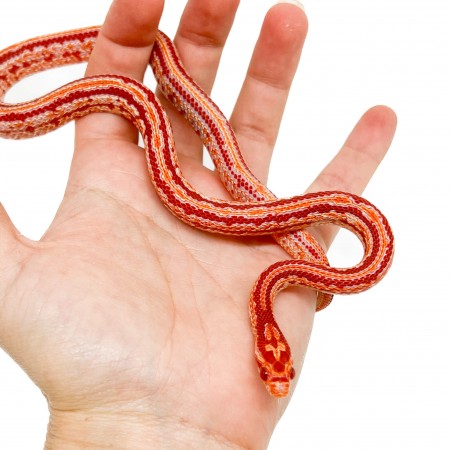 Pantherophis guttatus "Tessera Reverse albinos" - Serpent des blés