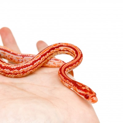 Pantherophis guttatus "Tessera Reverse albinos" - Serpent des blés