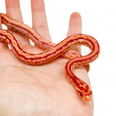 Pantherophis guttatus "Tessera Reverse albinos" - Serpent des blés