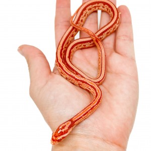 Pantherophis guttatus...