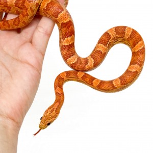 Pantherophis guttatus...