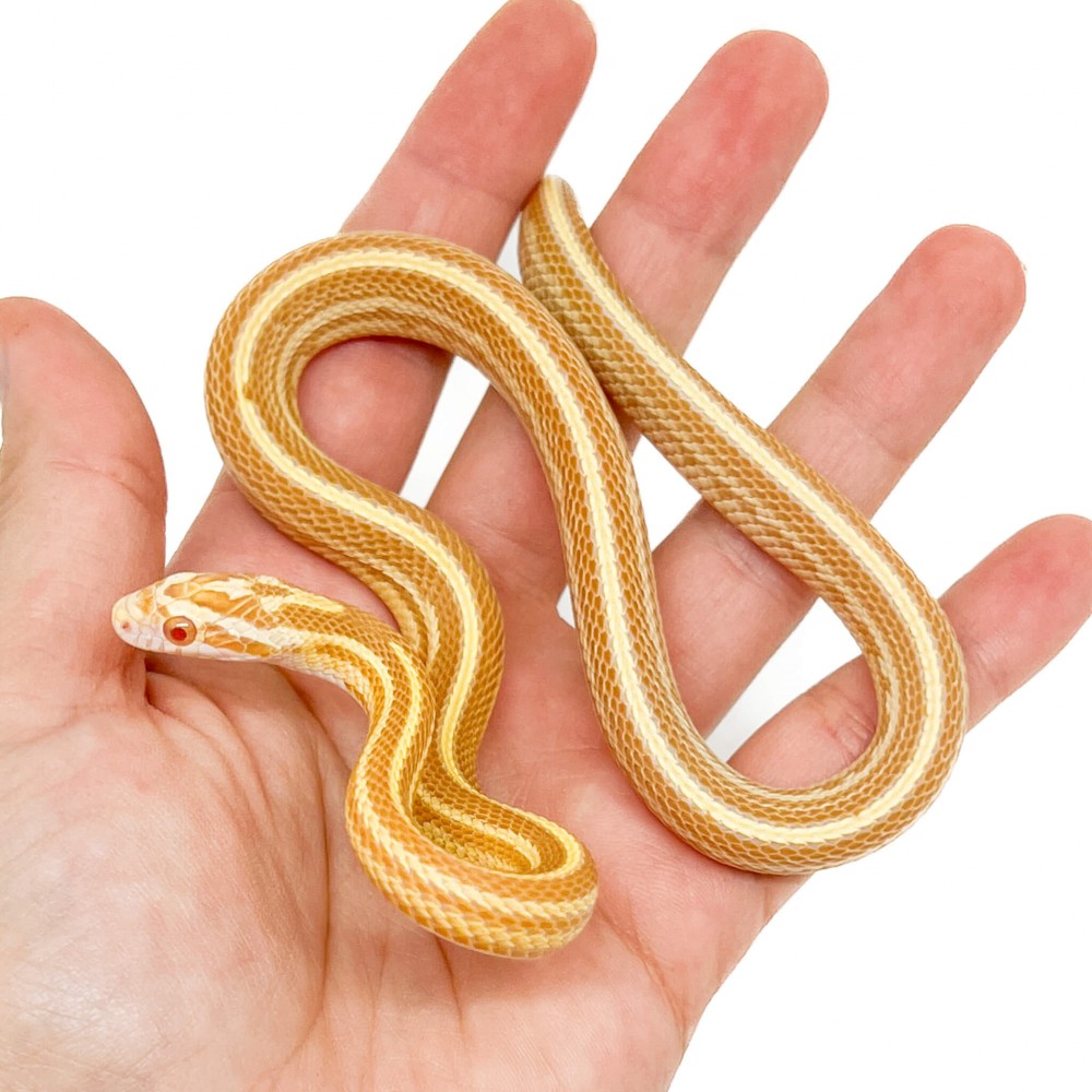 Pantherophis guttatus "Buf Butter Tessera" - Serpent des blés Pantherophis guttatus "Buf Butter Tessera" - Serpent des blés