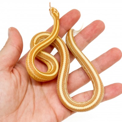 Pantherophis guttatus "Buf Butter Tessera" - Serpent des blés