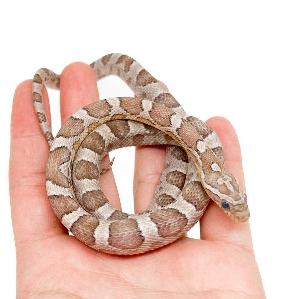 Pantherophis guttatus "Ghost Silverqueen" - Serpent des blés Pantherophis guttatus "Ghost Silverqueen" - Serpent des blés