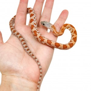 Pantherophis guttatus "Hypo...