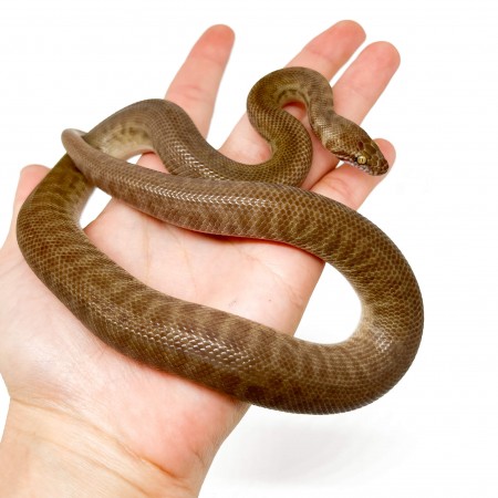 Antaresia childreni (stimsoni)- Python de Children