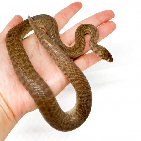 Antaresia childreni (stimsoni)- Python de Children