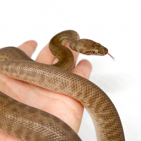 Antaresia childreni (stimsoni)- Python de Children