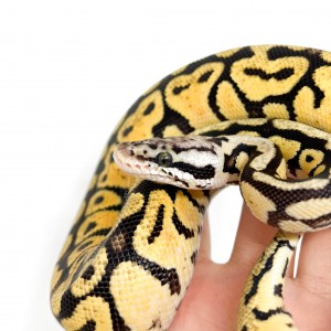 Python regius "Spotnose...